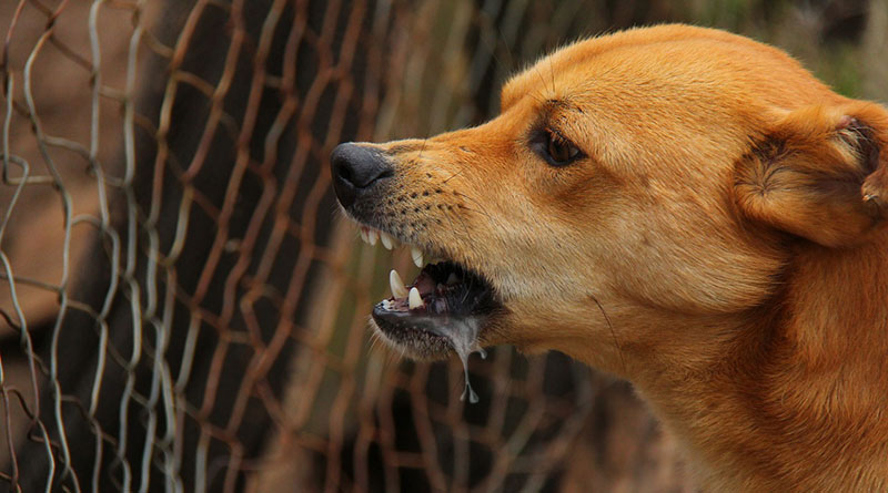 Waspada Ancaman Rabies: Lima Kabupaten/Kota di Sumsel Tertular