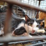 Dinkes Sumsel Imbau Warga Pagaralam Periksa Kesehatan Usai Konsumsi Daging Kucing
