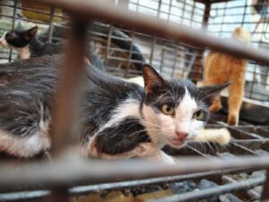 Dinkes Sumsel Imbau Warga Pagar Alam Periksa Kesehatan Usai Konsumsi Daging Kucing
