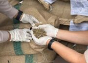 Tembus Pasar Australia, Kopi Pagar Alam Penuhi Standar Biosekuriti Ketat