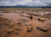Dampak Banjir, 6.551 Hektar Sawah di OKI Alami Gagal Panen