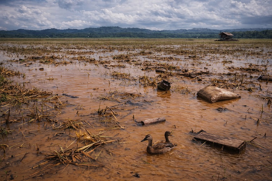 Dampak Banjir, 6.551 Hektar Sawah di OKI Alami Gagal Panen