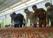 Sumsel Bidik Pasar Global, Telur Ayam Lokal Mulai Disertifikasi Ekspor