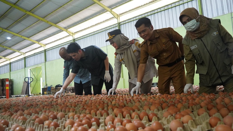 Sumsel Bidik Pasar Global, Telur Ayam Lokal Mulai Disertifikasi Ekspor