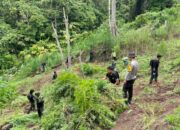 Polisi Temukan Ladang Ganja 3 Hektare di Perbukitan Empat Lawang