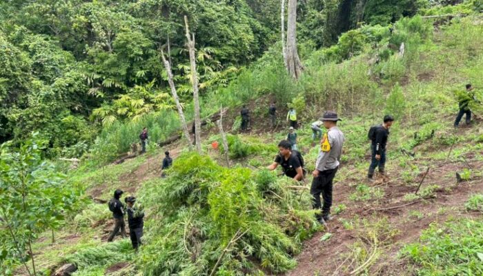 Polisi Temukan Ladang Ganja 3 Hektare di Perbukitan Empat Lawang