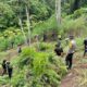 Polisi Temukan Ladang Ganja 3 Hektare di Perbukitan Empat Lawang