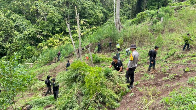 Polisi Temukan Ladang Ganja 3 Hektare di Perbukitan Empat Lawang