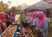 Lahan Tidur Jadi Ladang Harapan, Kaum Ibu Prabumulih Wujudkan Kemandirian Pangan